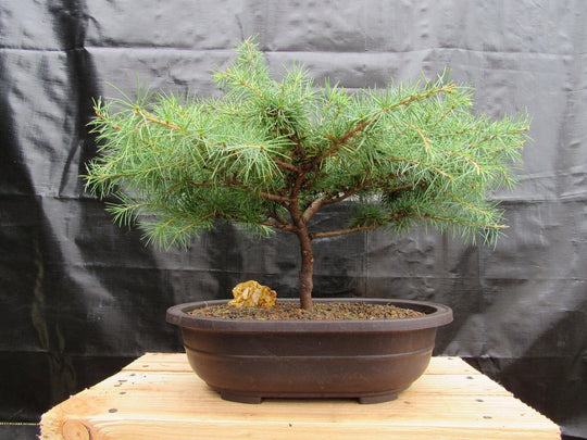 deodar cedar bonsai tree 31 Year Old Himalayan Cedar Specimen Bonsai Tree