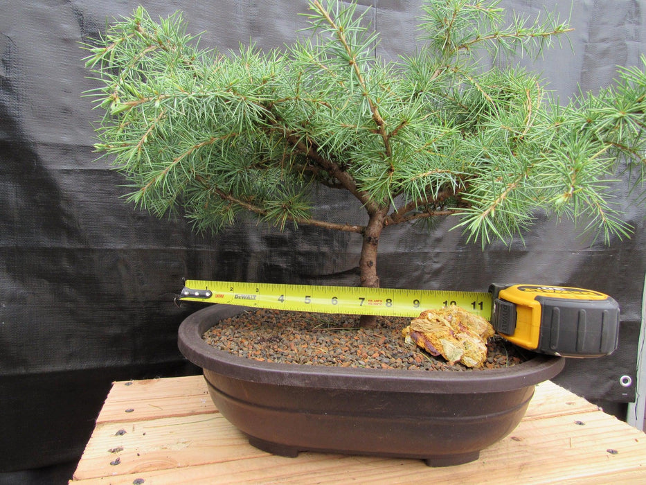 himalayan cedar bonsai tree 31 Year Old Himalayan Cedar Specimen Bonsai Tree