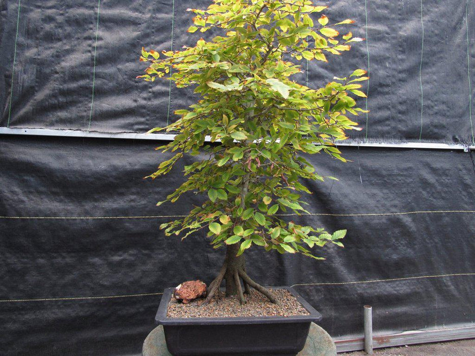 31 Year Old Korean Hornbeam Exposed Root Specimen Bonsai Tree Alt