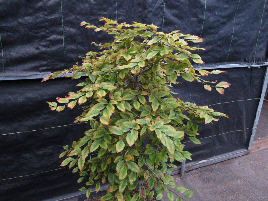 31 Year Old Korean Hornbeam Exposed Root Specimen Bonsai Tree Canopy Alt