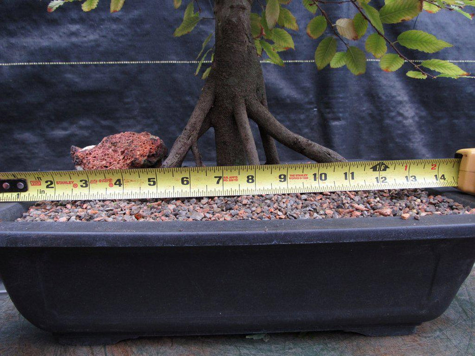 31 Year Old Korean Hornbeam Exposed Root Specimen Bonsai Tree Width