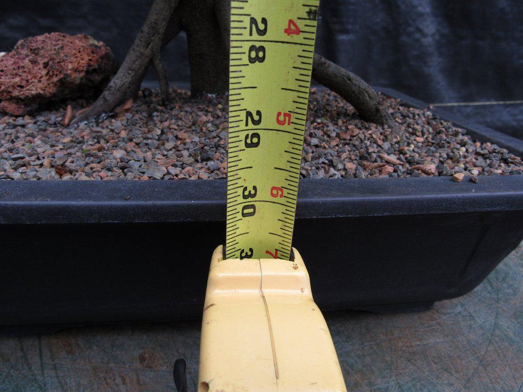 31 Year Old Korean Hornbeam Exposed Root Specimen Bonsai Tree Height