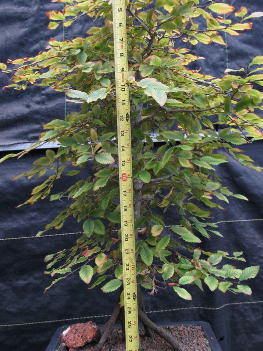 31 Year Old Korean Hornbeam Exposed Root Specimen Bonsai Tree Size
