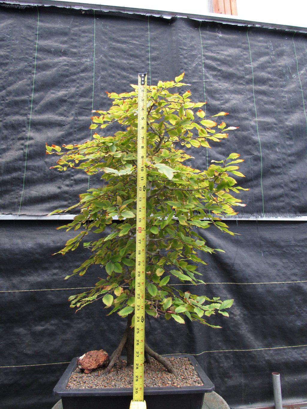 31 Year Old Korean Hornbeam Exposed Root Specimen Bonsai Tree Full Size