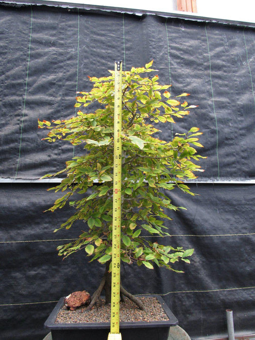 31 Year Old Korean Hornbeam Exposed Root Specimen Bonsai Tree Full Size