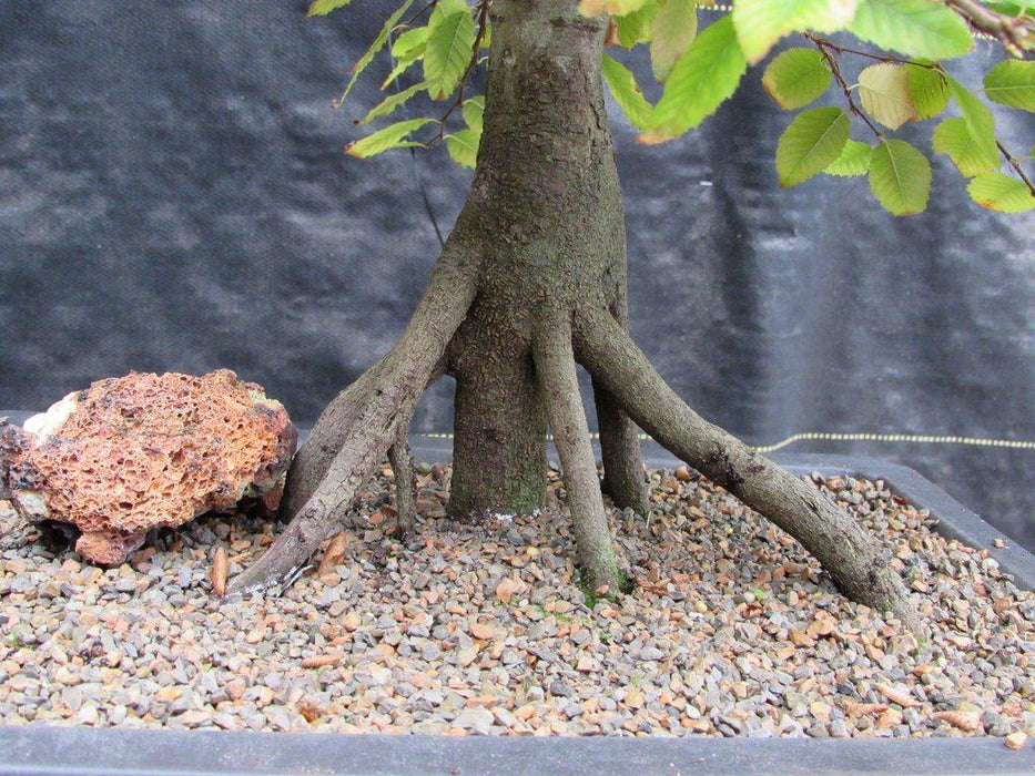 31 Year Old Korean Hornbeam Exposed Root Specimen Bonsai Tree Closeup
