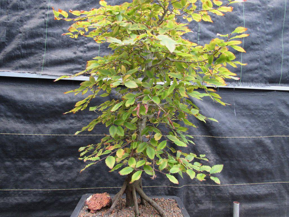 31 Year Old Korean Hornbeam Exposed Root Specimen Bonsai Tree Canopy