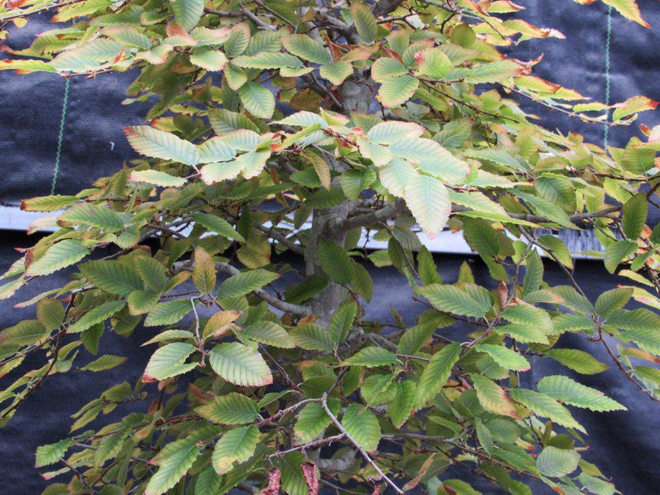 31 Year Old Korean Hornbeam Exposed Root Specimen Bonsai Tree Foliage