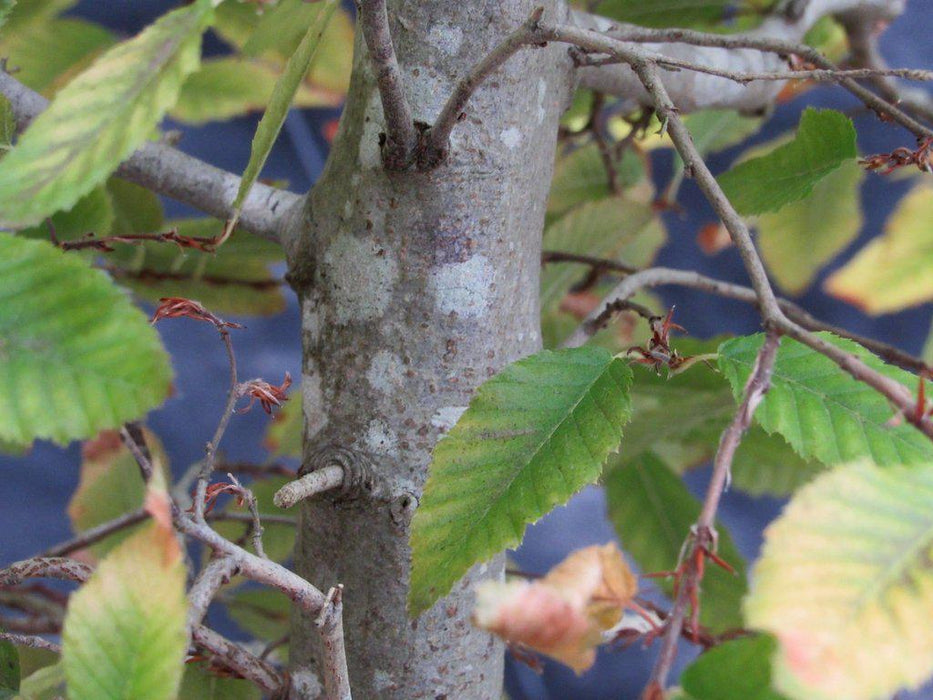 31 Year Old Korean Hornbeam Exposed Root Specimen Bonsai Tree Bark
