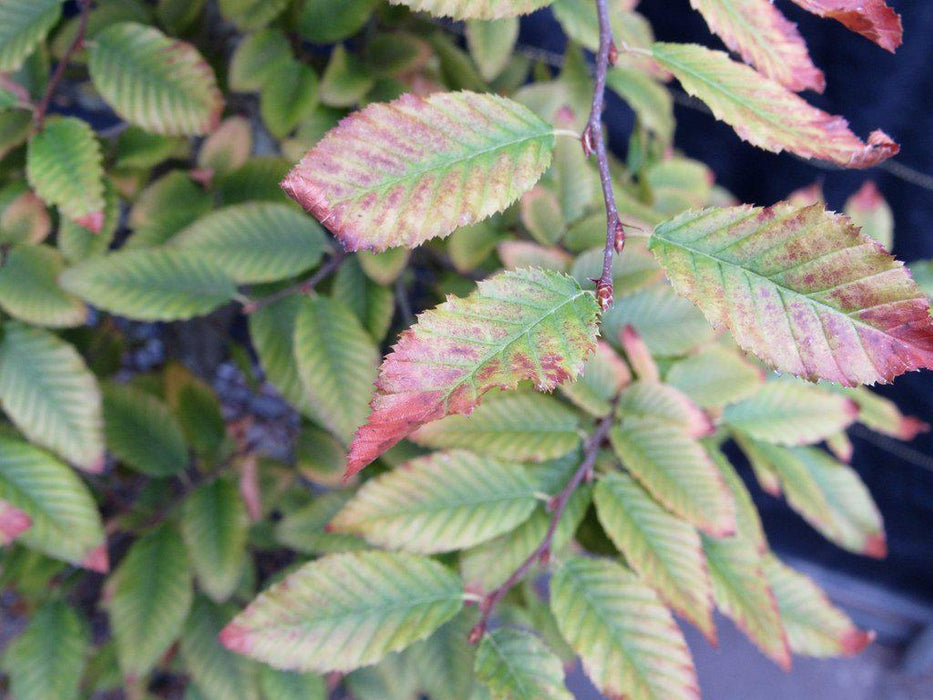 31 Year Old Korean Hornbeam Exposed Root Specimen Bonsai Tree Fall Foliage