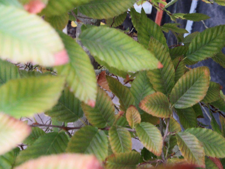 31 Year Old Korean Hornbeam Exposed Root Specimen Bonsai Tree leaves