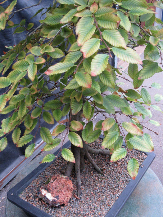 31 Year Old Korean Hornbeam Exposed Root Specimen Bonsai Tree Profile