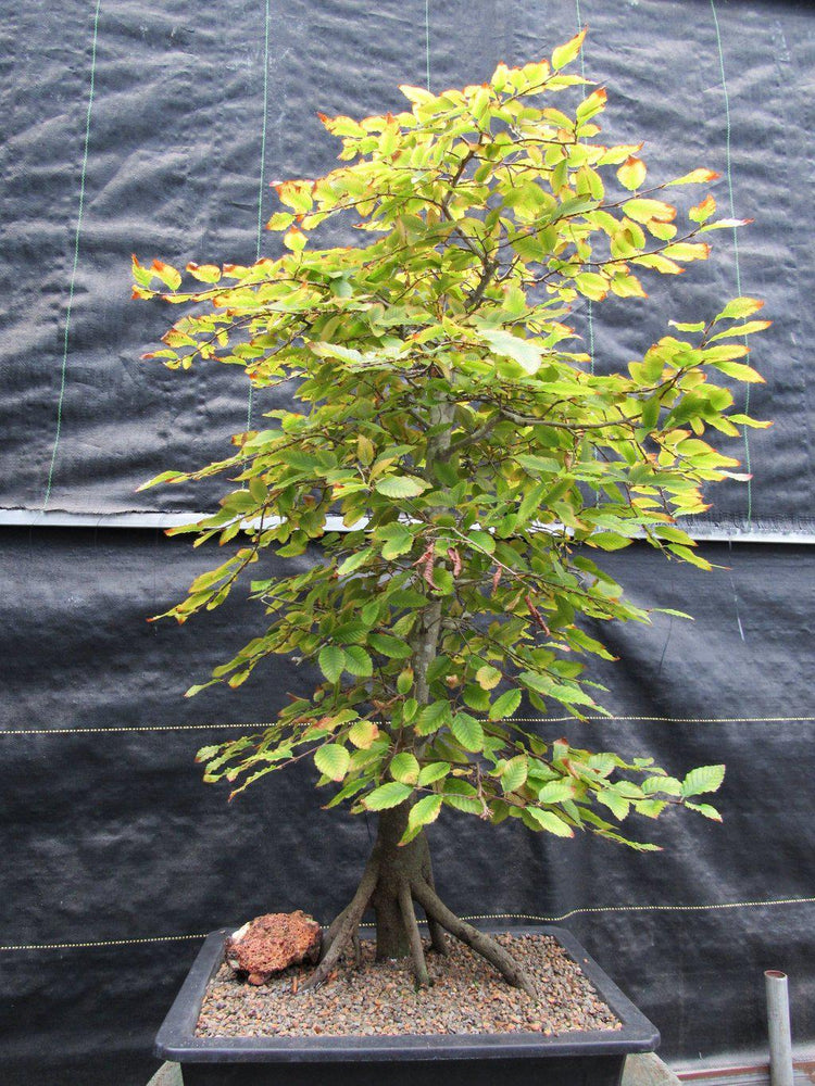 korean hornbeam bonsai tree 31 Year Old Korean Hornbeam Exposed Root Specimen Bonsai Tree