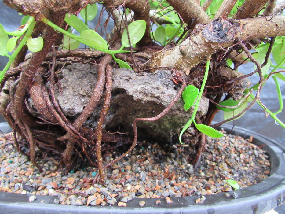 32 Year Old Green Island Ficus Root Over Rock Specimen Bonsai Tree Rock Close Up