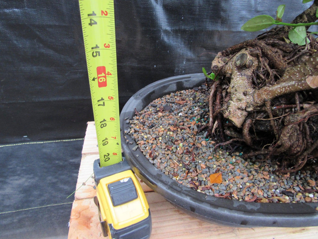 32 Year Old Green Island Ficus Root Over Rock Specimen Bonsai Tree Height