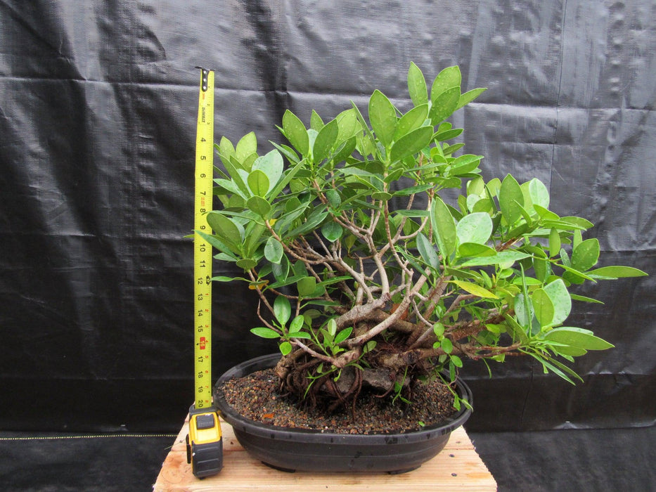 32 Year Old Green Island Ficus Root Over Rock Specimen Bonsai Tree Size