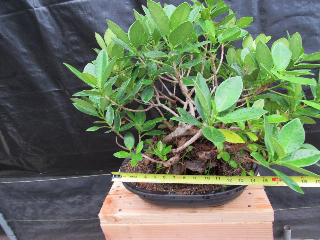32 Year Old Green Island Ficus Root Over Rock Specimen Bonsai Tree Width