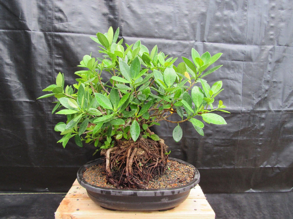 32 Year Old Green Island Ficus Root Over Rock Specimen Bonsai Tree Back