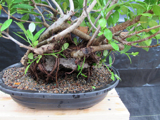 32 Year Old Green Island Ficus Root Over Rock Specimen Bonsai Tree