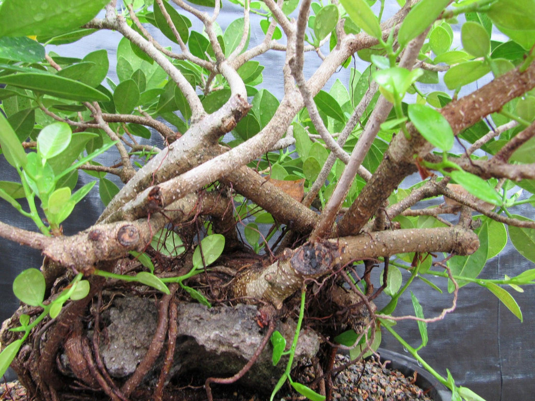 32 Year Old Green Island Ficus Root Over Rock Specimen Bonsai Tree Close
