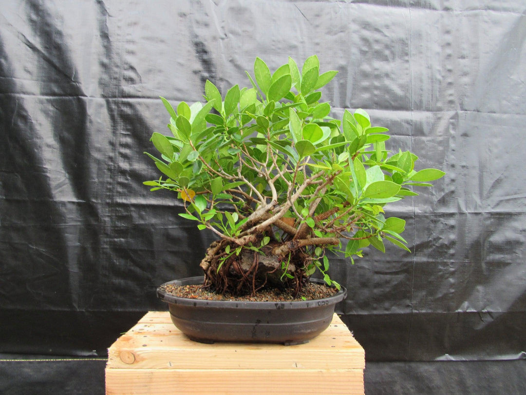 32 Year Old Green Island Ficus Root Over Rock Specimen Bonsai Tree