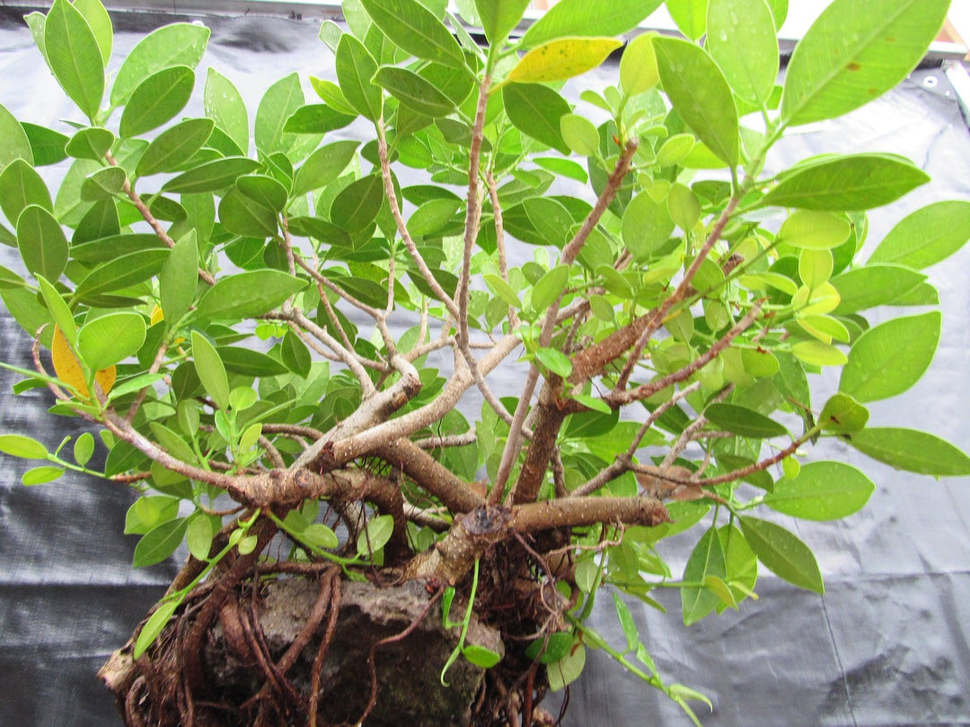 32 Year Old Green Island Ficus Root Over Rock Specimen Bonsai Tree Foliage