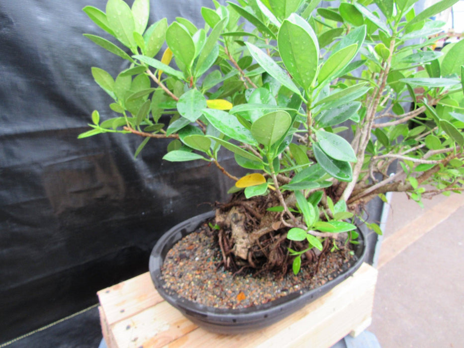 32 Year Old Green Island Ficus Root Over Rock Specimen Bonsai Tree Side
