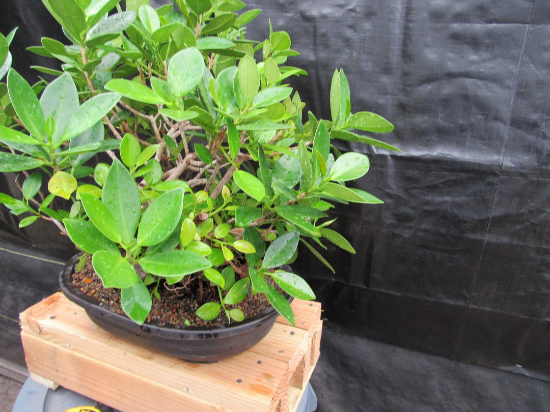32 Year Old Green Island Ficus Root Over Rock Specimen Bonsai Tree Side Right