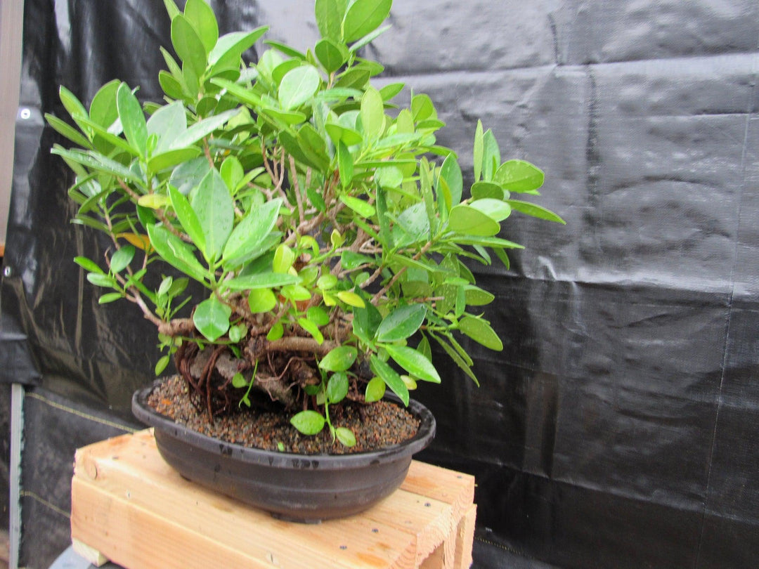32 Year Old Green Island Ficus Root Over Rock Specimen Bonsai Tree Profile Side