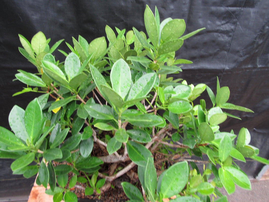 32 Year Old Green Island Ficus Root Over Rock Specimen Bonsai Tree Foliage