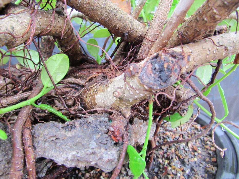 32 Year Old Green Island Ficus Root Over Rock Specimen Bonsai Tree Bark