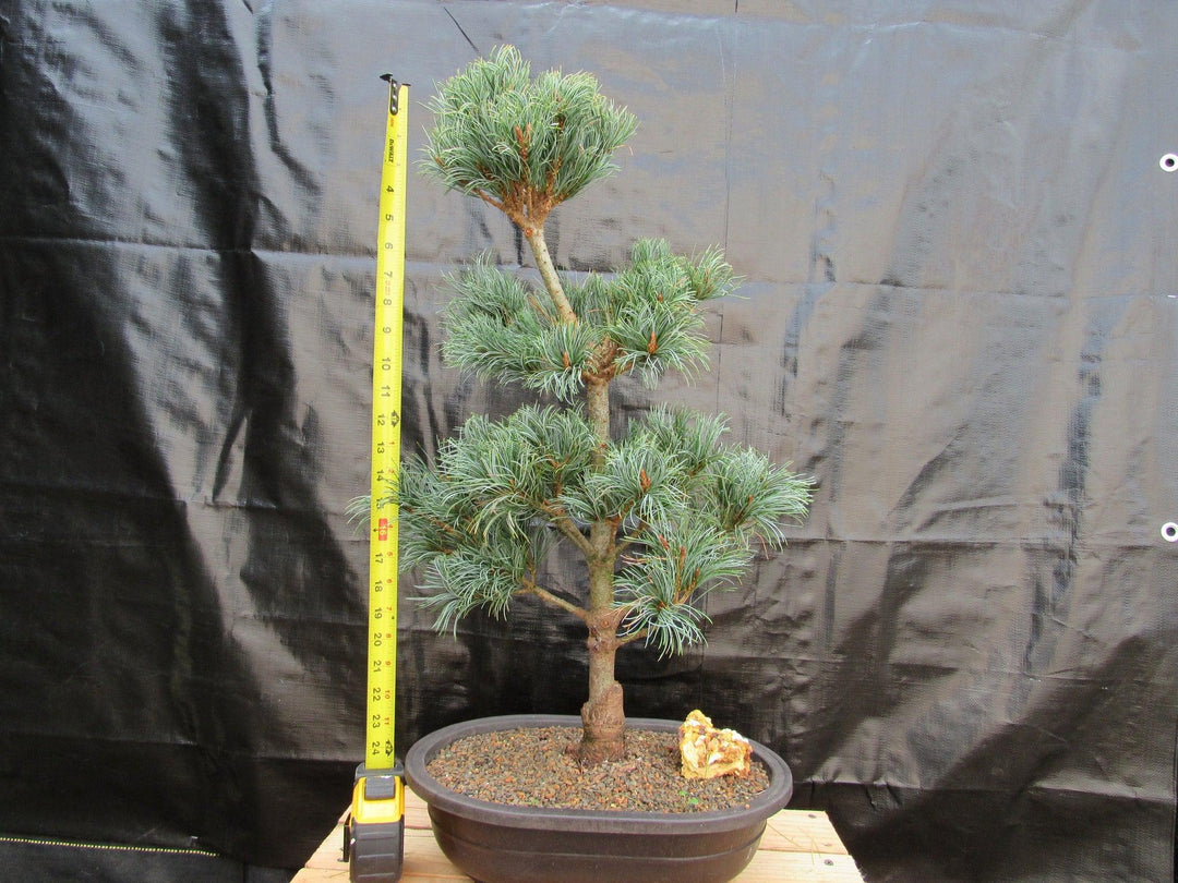 32 Year Old Japanese White Pine Specimen Bonsai Tree Size
