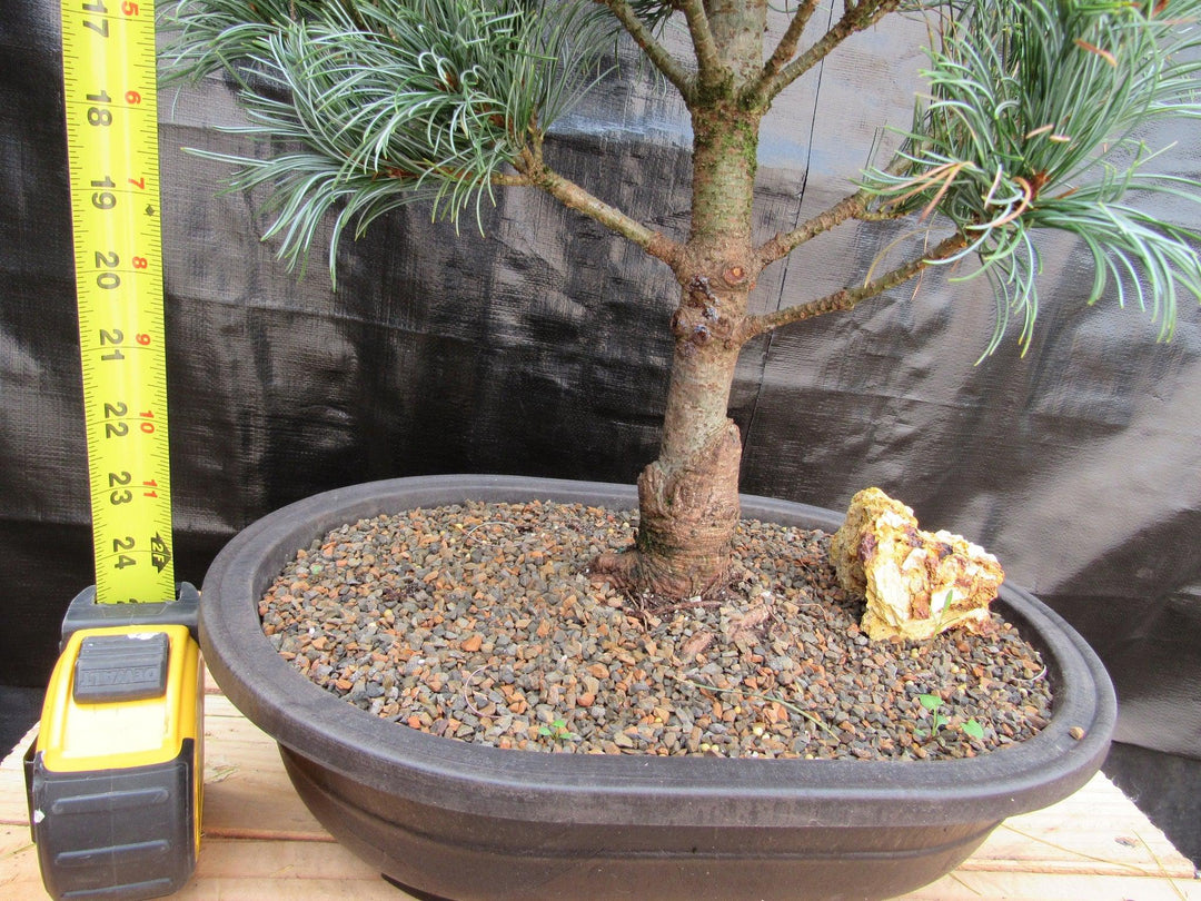 32 Year Old Japanese White Pine Specimen Bonsai Tree Height