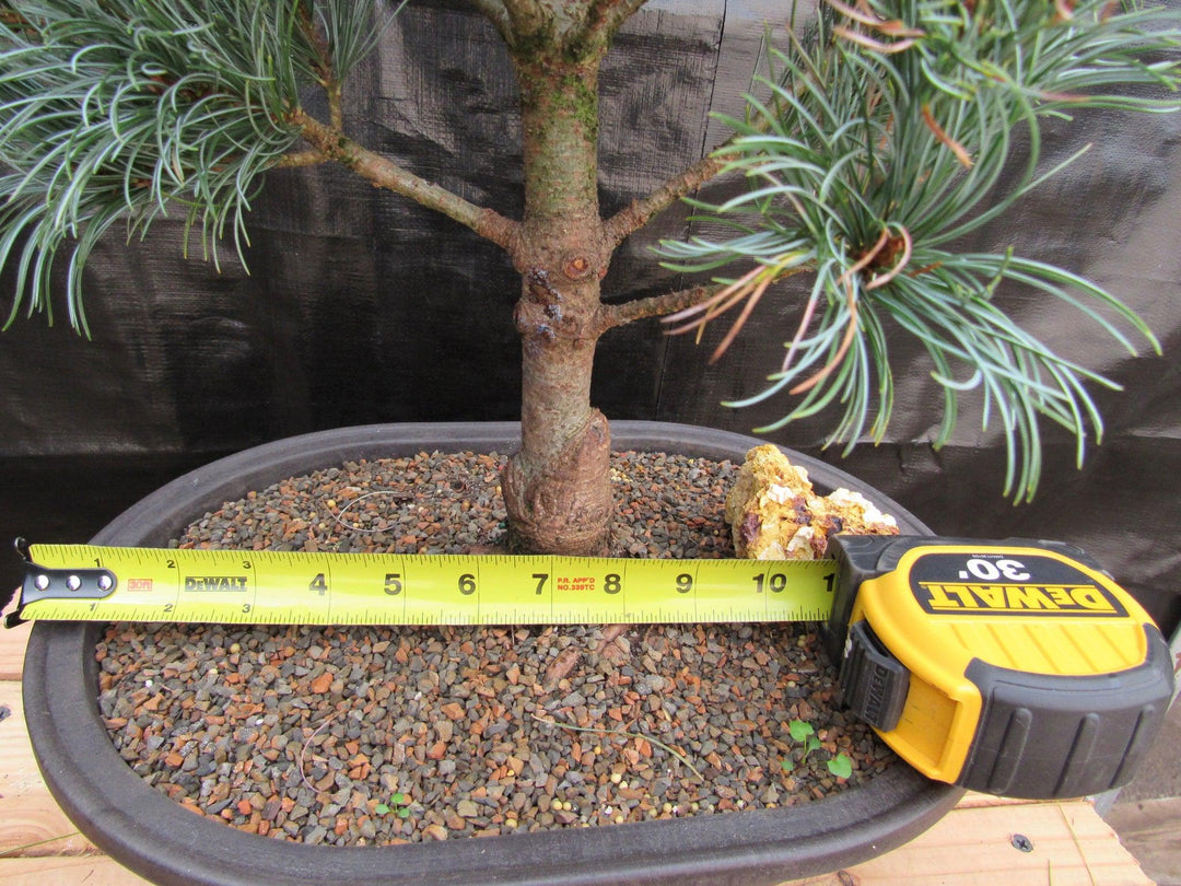 32 Year Old Japanese White Pine Specimen Bonsai Tree Thickness