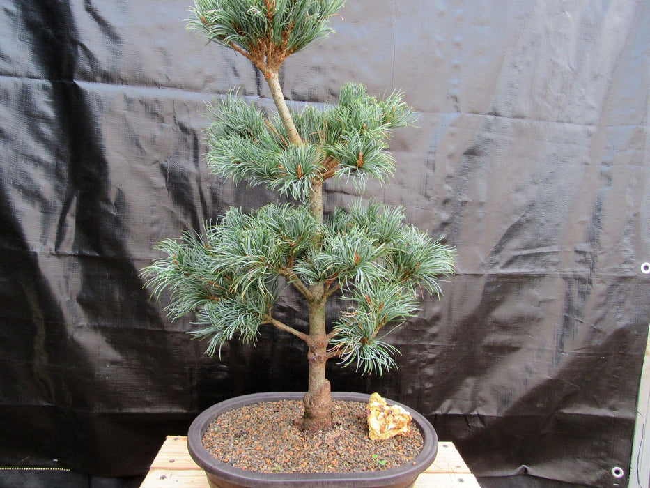 32 Year Old Japanese White Pine Specimen Bonsai Tree Profile
