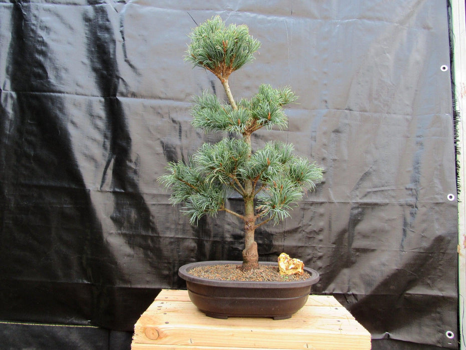 32 Year Old Japanese White Pine Specimen Bonsai Tree Front