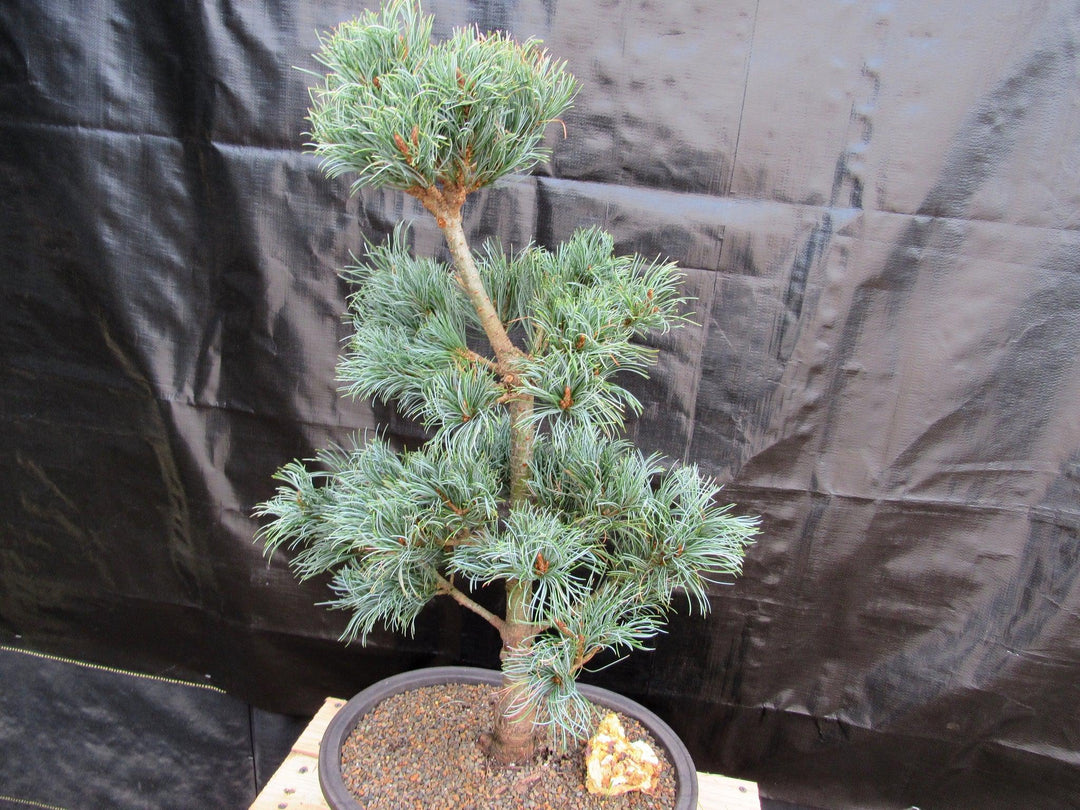 32 Year Old Japanese White Pine Specimen Bonsai Tree Top