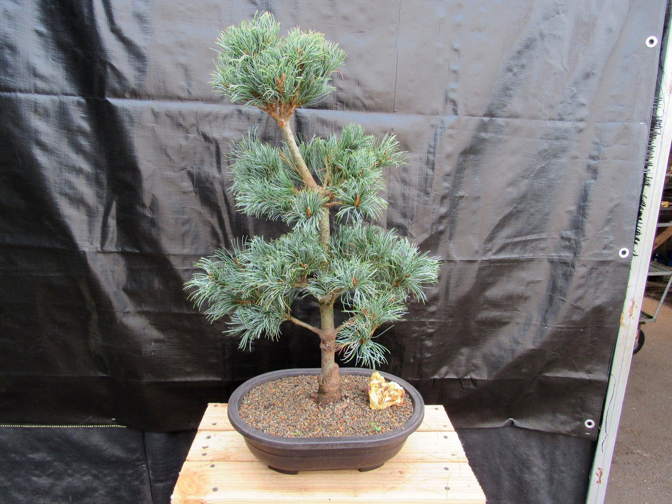 white bonsai tree 32 Year Old Japanese White Pine Specimen Bonsai Tree