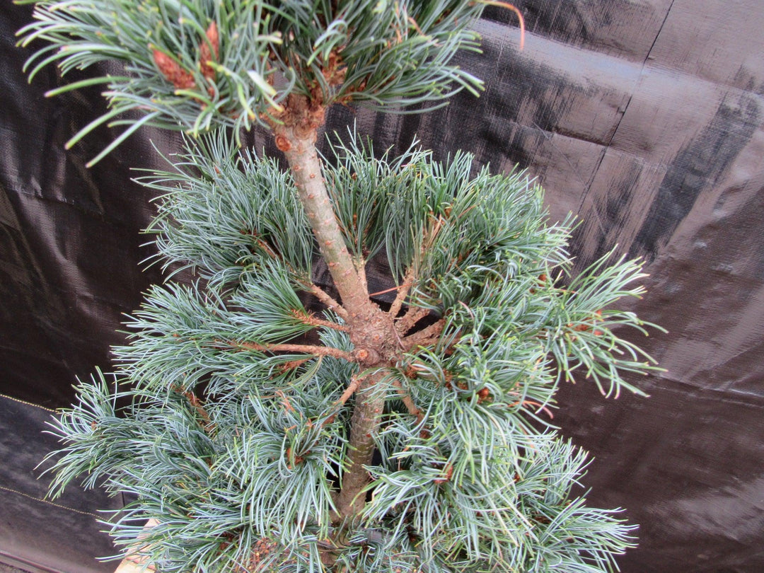32 Year Old Japanese White Pine Specimen Bonsai Tree Branches