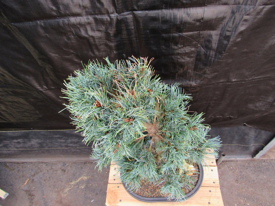 32 Year Old Japanese White Pine Specimen Bonsai Tree Top Down
