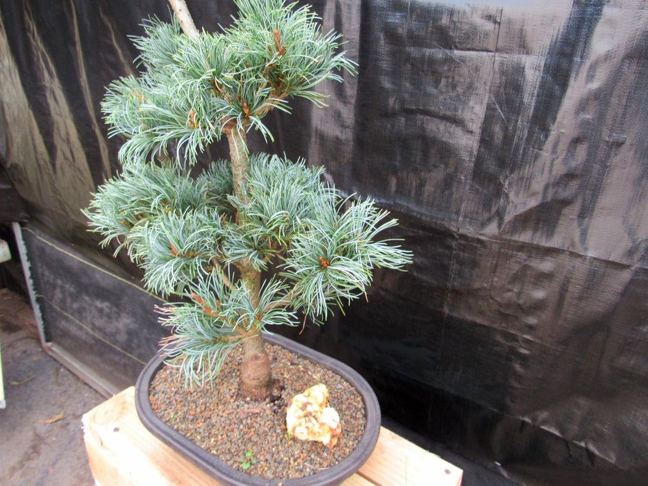 32 Year Old Japanese White Pine Specimen Bonsai Tree Side