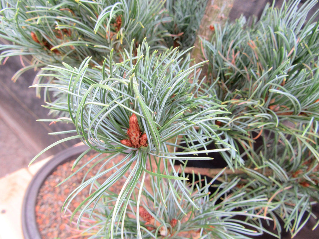 32 Year Old Japanese White Pine Specimen Bonsai Tree Cones