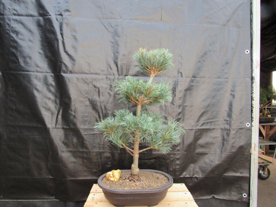 32 Year Old Japanese White Pine Specimen Bonsai Tree Back