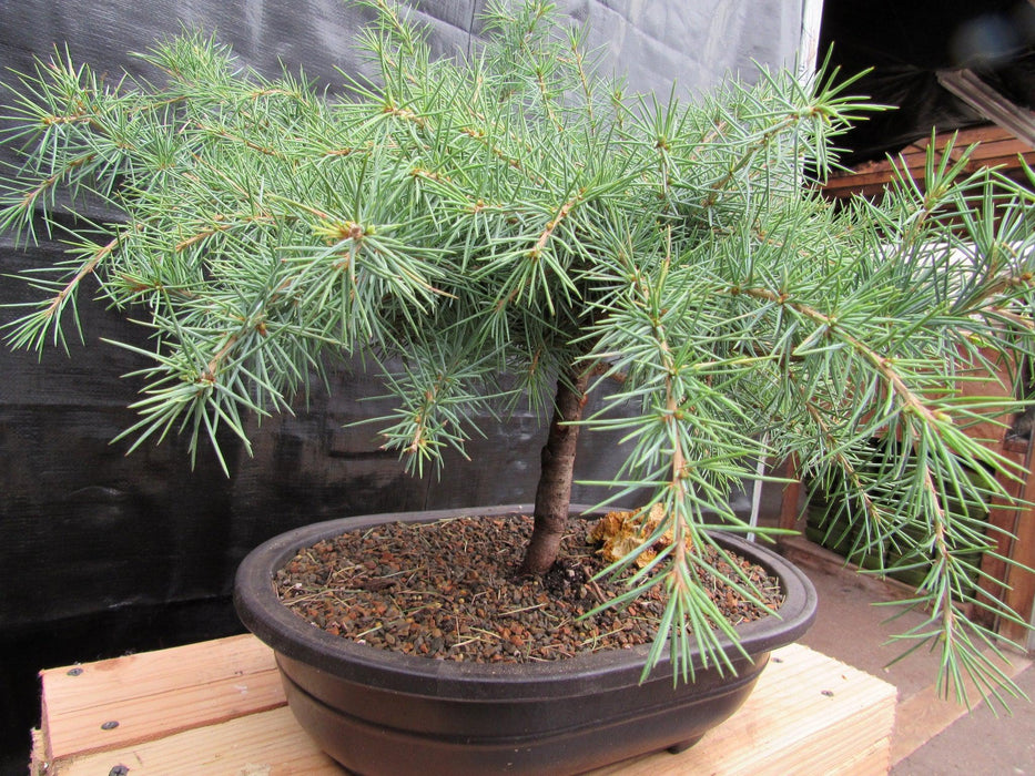 33 Year Old Himalayan Cedar Formal Upright Specimen Bonsai Tree Soft Side