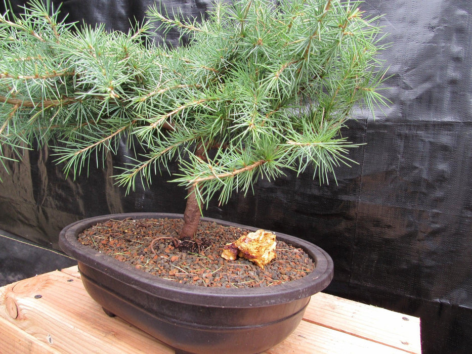33 Year Old Himalayan Cedar Formal Upright Specimen Bonsai Tree Strong Side