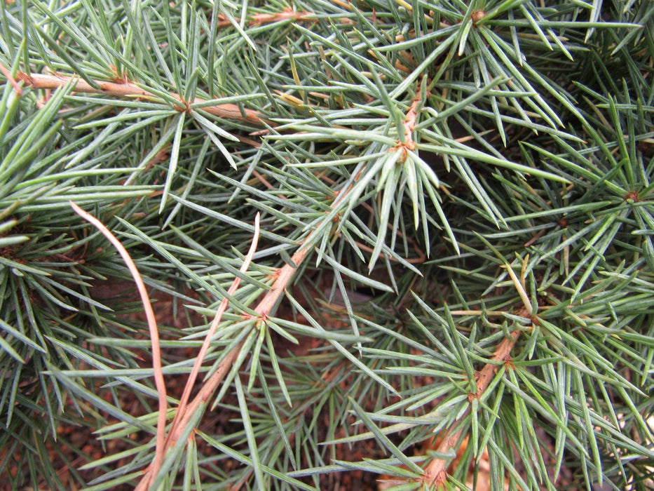 33 Year Old Himalayan Cedar Formal Upright Specimen Bonsai Tree Needles