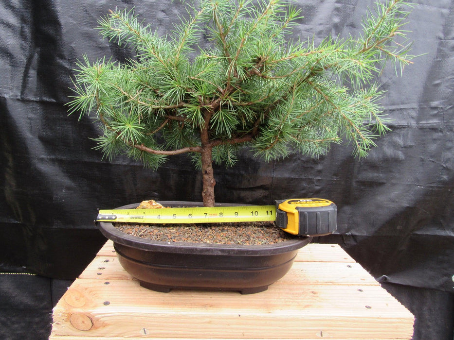 33 Year Old Himalayan Cedar Formal Upright Specimen Bonsai Tree Size