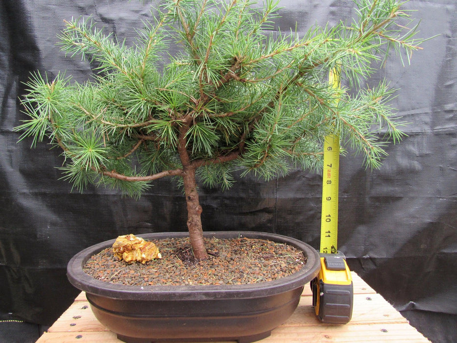 33 Year Old Himalayan Cedar Formal Upright Specimen Bonsai Tree Height