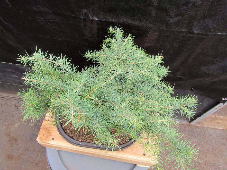 33 Year Old Himalayan Cedar Formal Upright Specimen Bonsai Tree Canopy