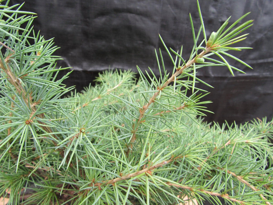 33 Year Old Himalayan Cedar Formal Upright Specimen Bonsai Tree Foliage